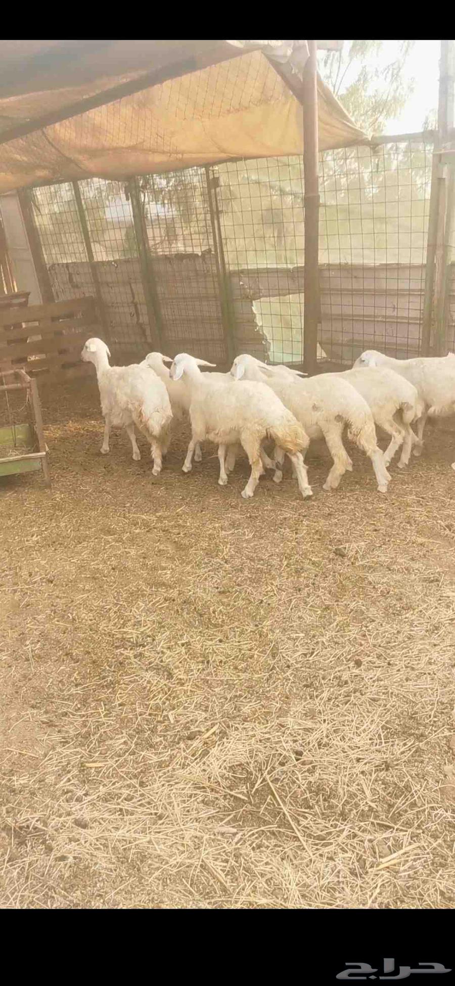 رخال للبيع64380276533635112