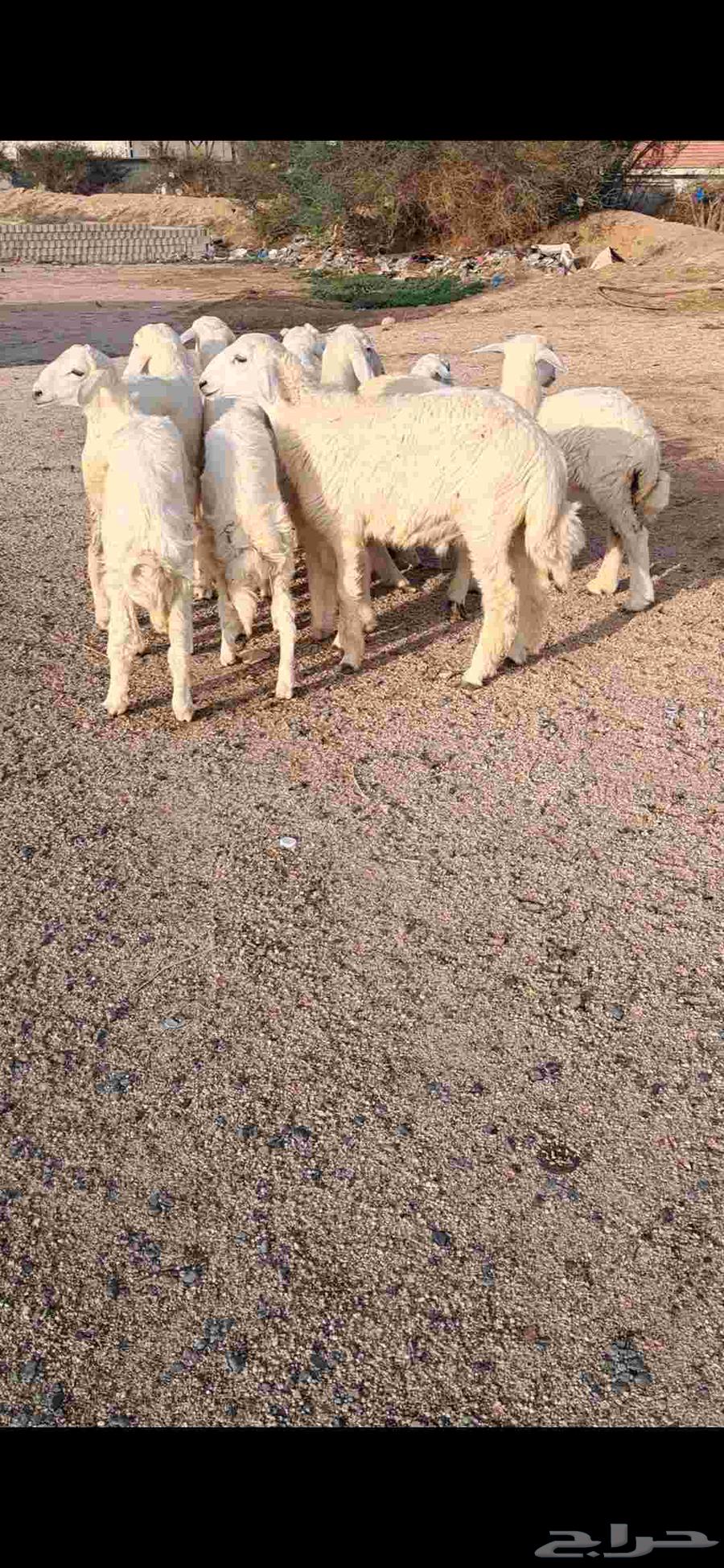 للبيع بهم تربيه نضيف وشحم64381287323139111