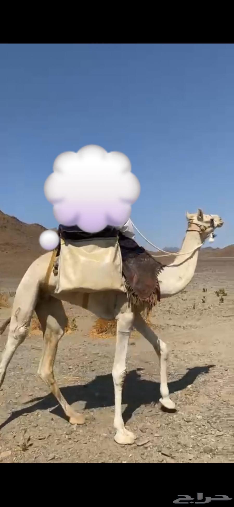 للبيع ركبي طابع للشدد64382637950978112