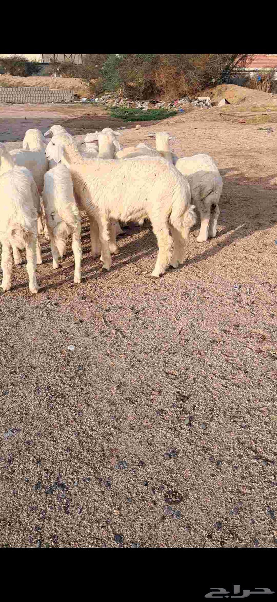 للبيع بهم تربيه نضيف وشحم64381287323139112