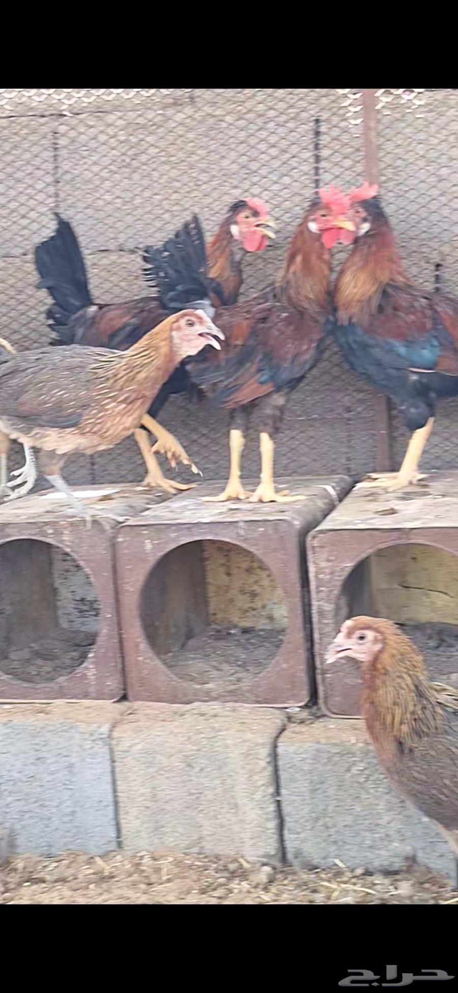 السلام عليكم ورحمة الله وبركاته دجاج عربي أصيل ترثه 4 ديا64383247867395113