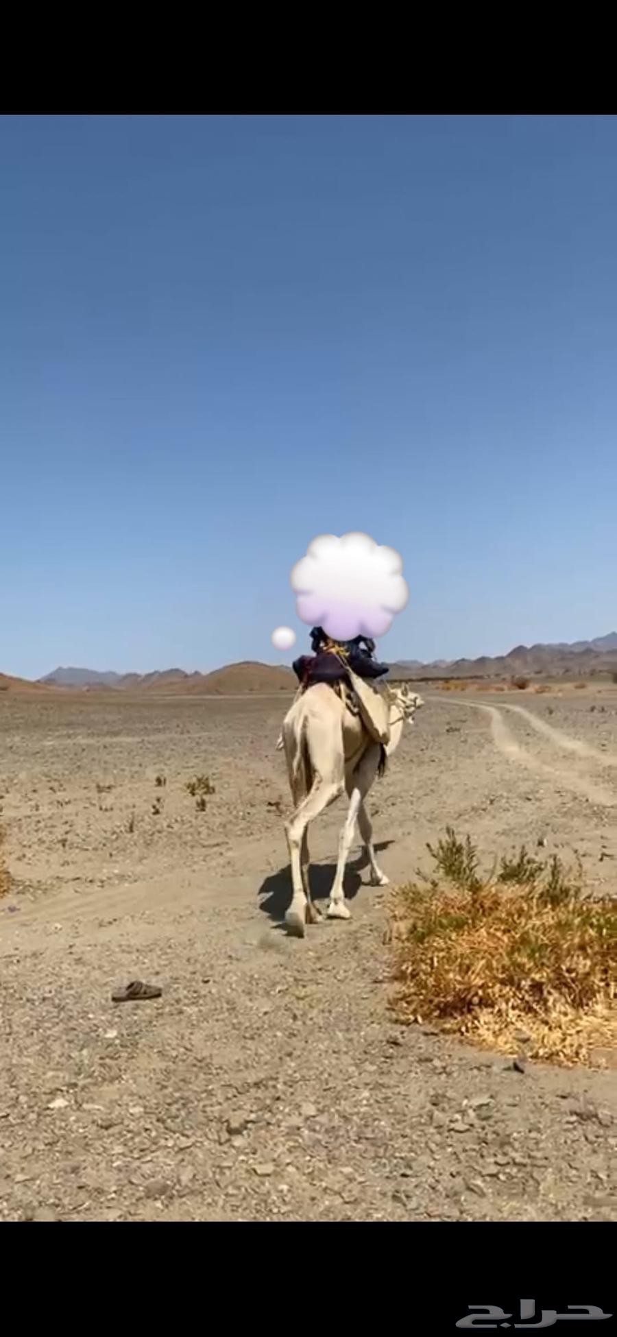 للبيع ركبي طابع للشدد64382637950978113