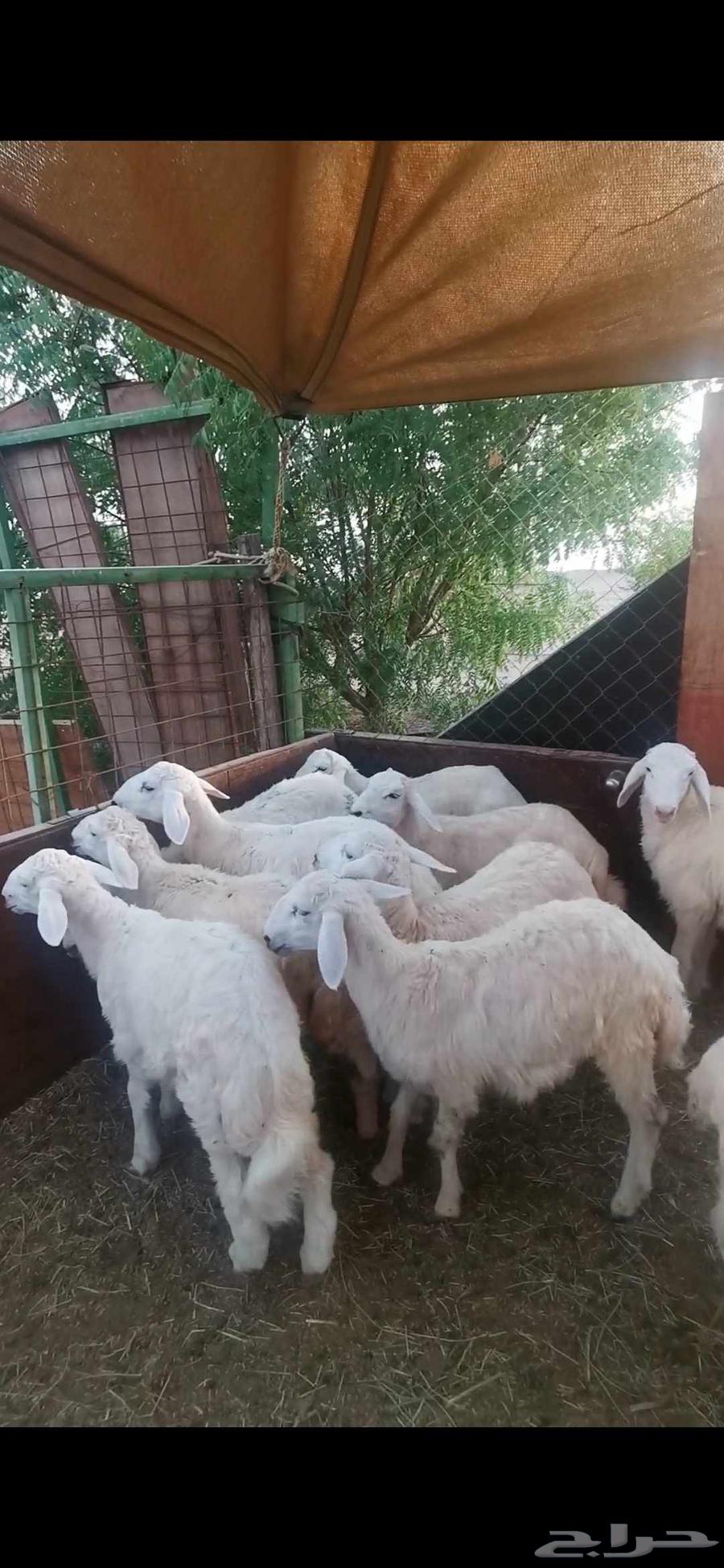 طليان ورخال للبيع64389086672385113