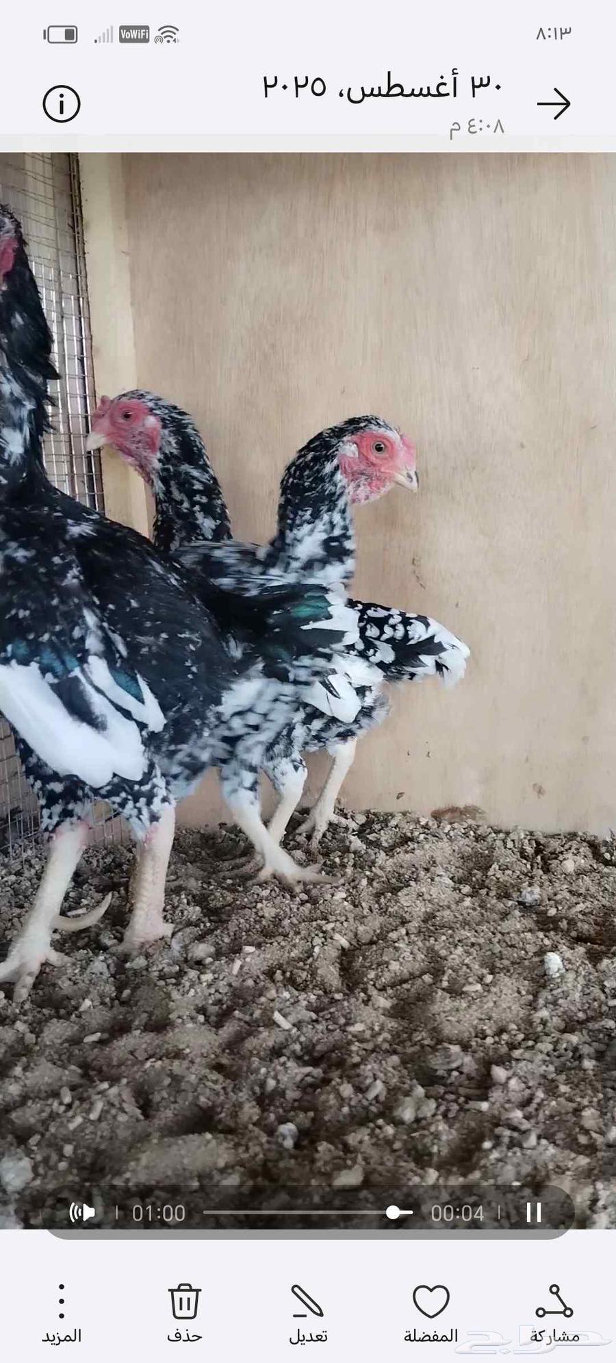 طقم كوشامو بوران فواخر64389557865859110