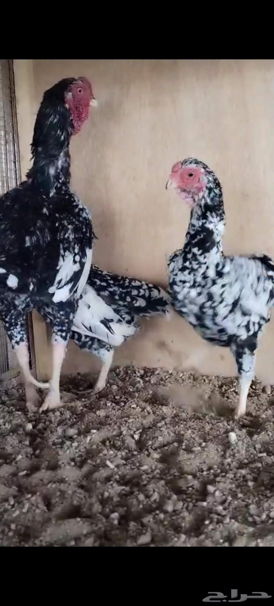 طقم كوشامو بوران فواخر64389557865859113