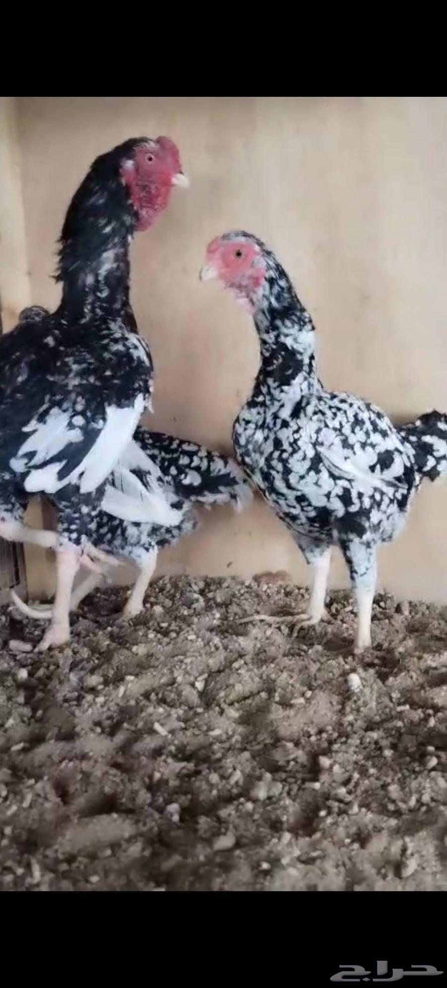 طقم كوشامو بوران فواخر64389557865859112