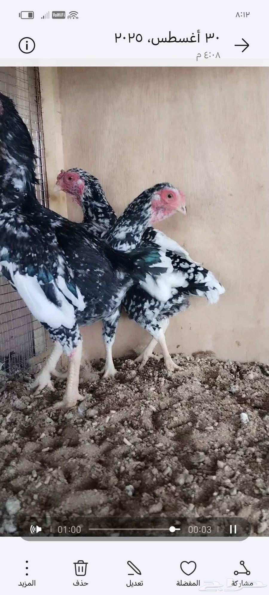 طقم كوشامو بوران فواخر64389557865859111