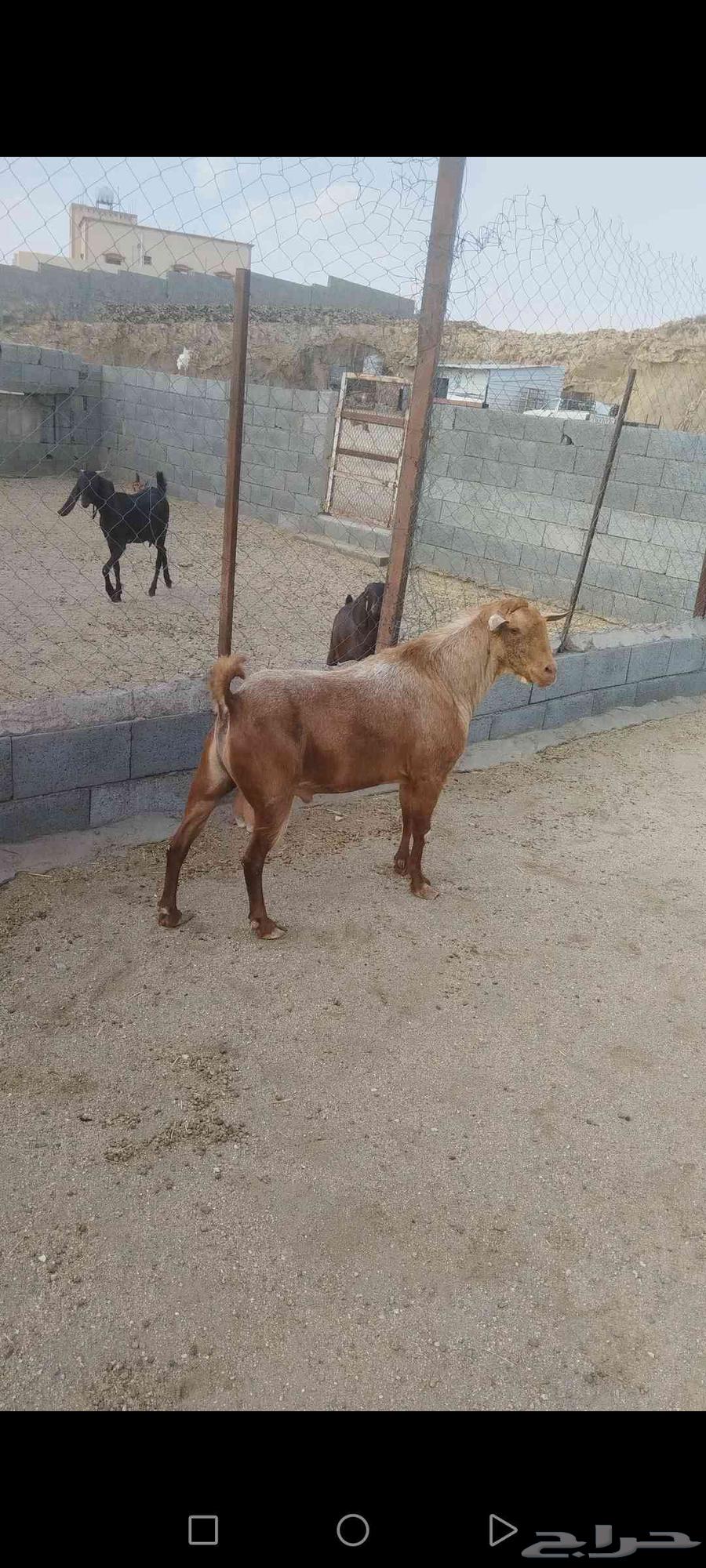 للبيع تيس اجم احص فحل شرط. اضراب وحاار شرط64386152080131112