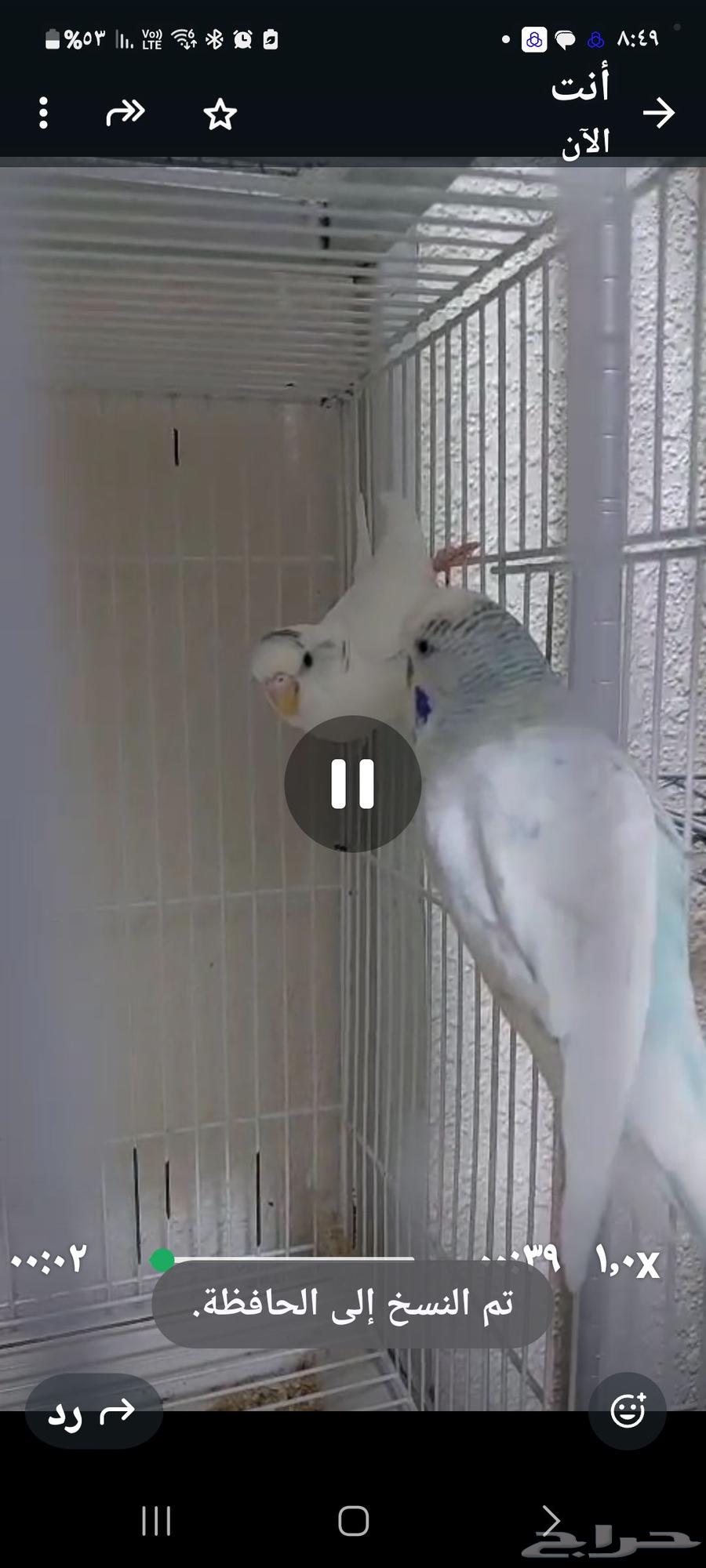 جوز بادجي مع فرخين وجوز روز مع ملحقاته64385091492739111