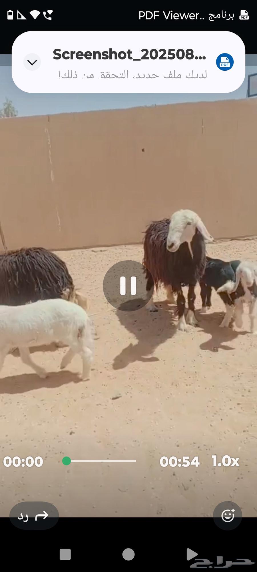 للبيع غنم وسياره64388949624835112