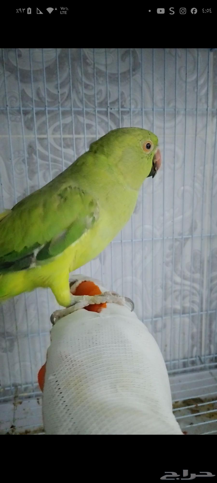 دره انثى للبيع64379399277955112