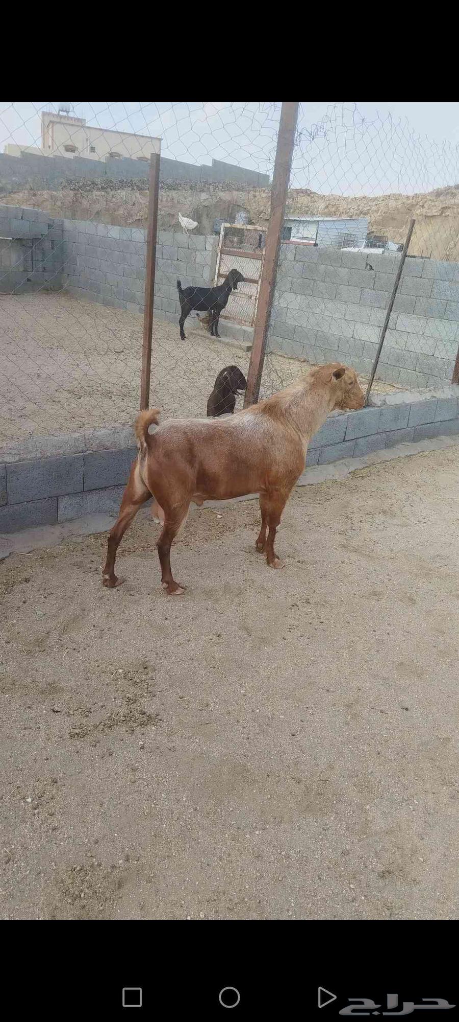 للبيع تيس اجم احص فحل شرط. اضراب وحاار شرط64386152080131111