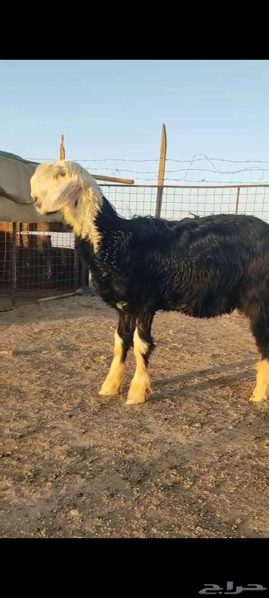 ثلاث رخال نجد صنف مع طلي عمرة 4 شهور معرف64391962765187111