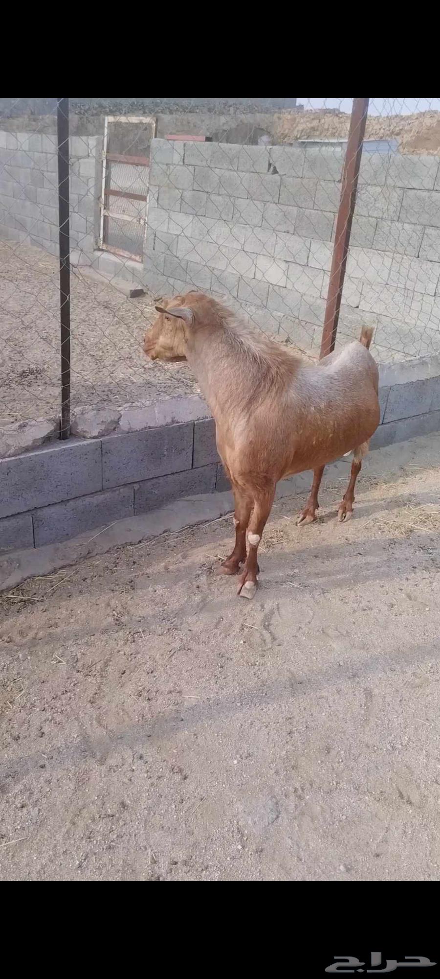 للبيع تيس اجم احص فحل شرط. اضراب وحاار شرط64386152080131110