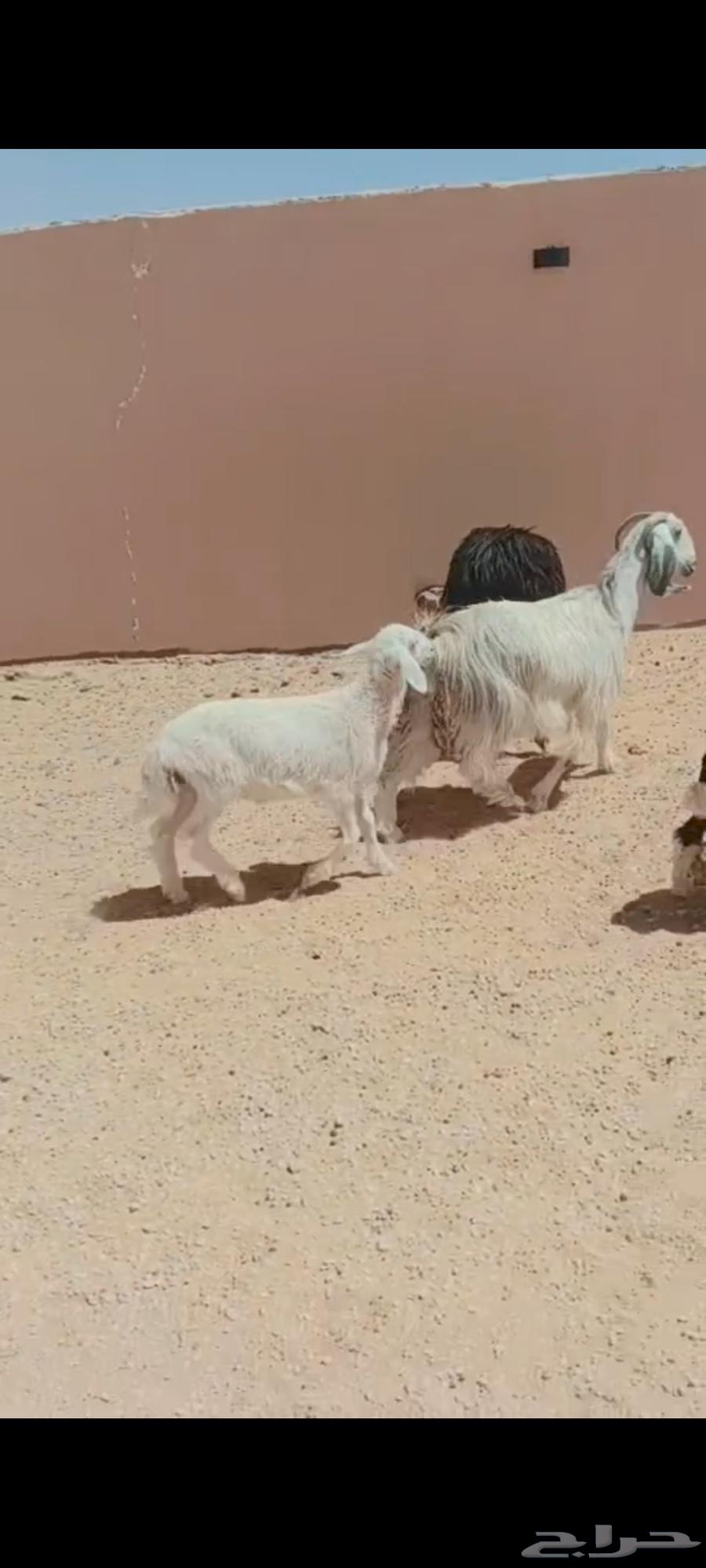 للبيع غنم وسياره64388949624835111