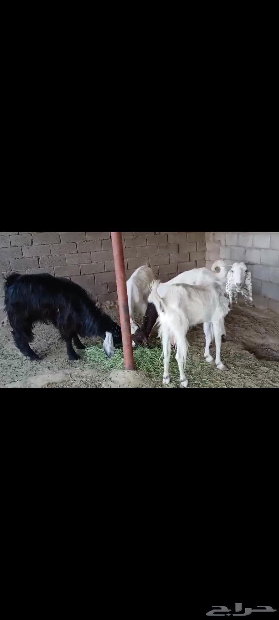 معزا مضاريع بفحلها64387912497793113