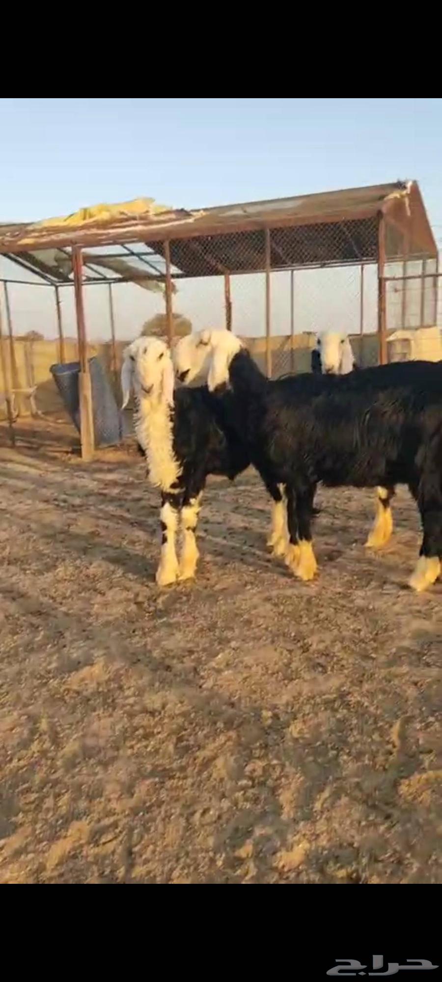 ثلاث رخال نجد صنف مع طلي عمرة 4 شهور معرف64391962765187110