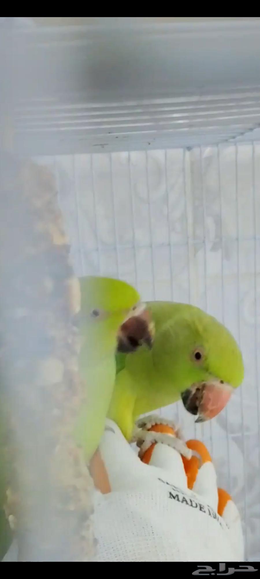 دره انثى للبيع64379399277955111