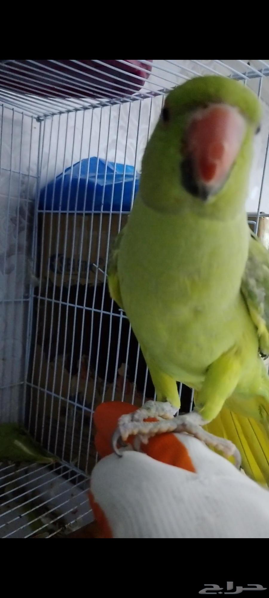 دره انثى للبيع64379399277955113