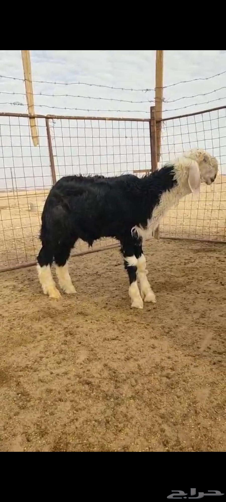 ثلاث رخال نجد صنف مع طلي عمرة 4 شهور معرف64391962765187113