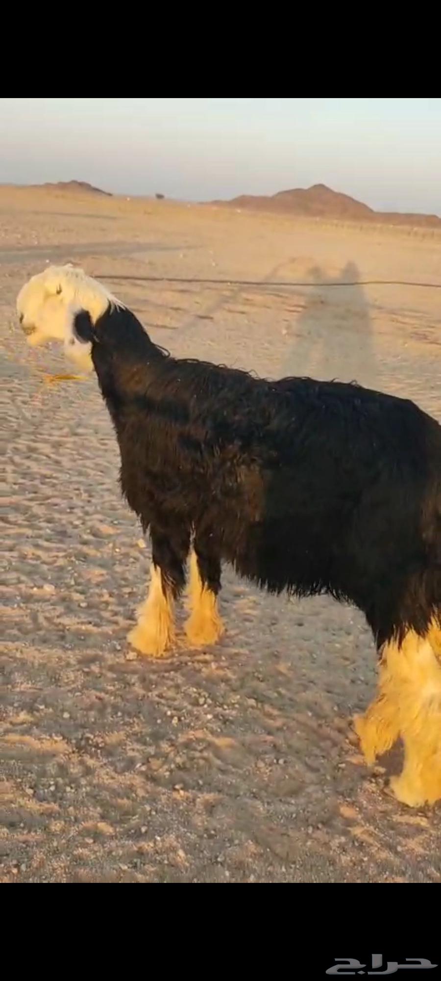 ثلاث رخال نجد صنف مع طلي عمرة 4 شهور معرف64391962765187112