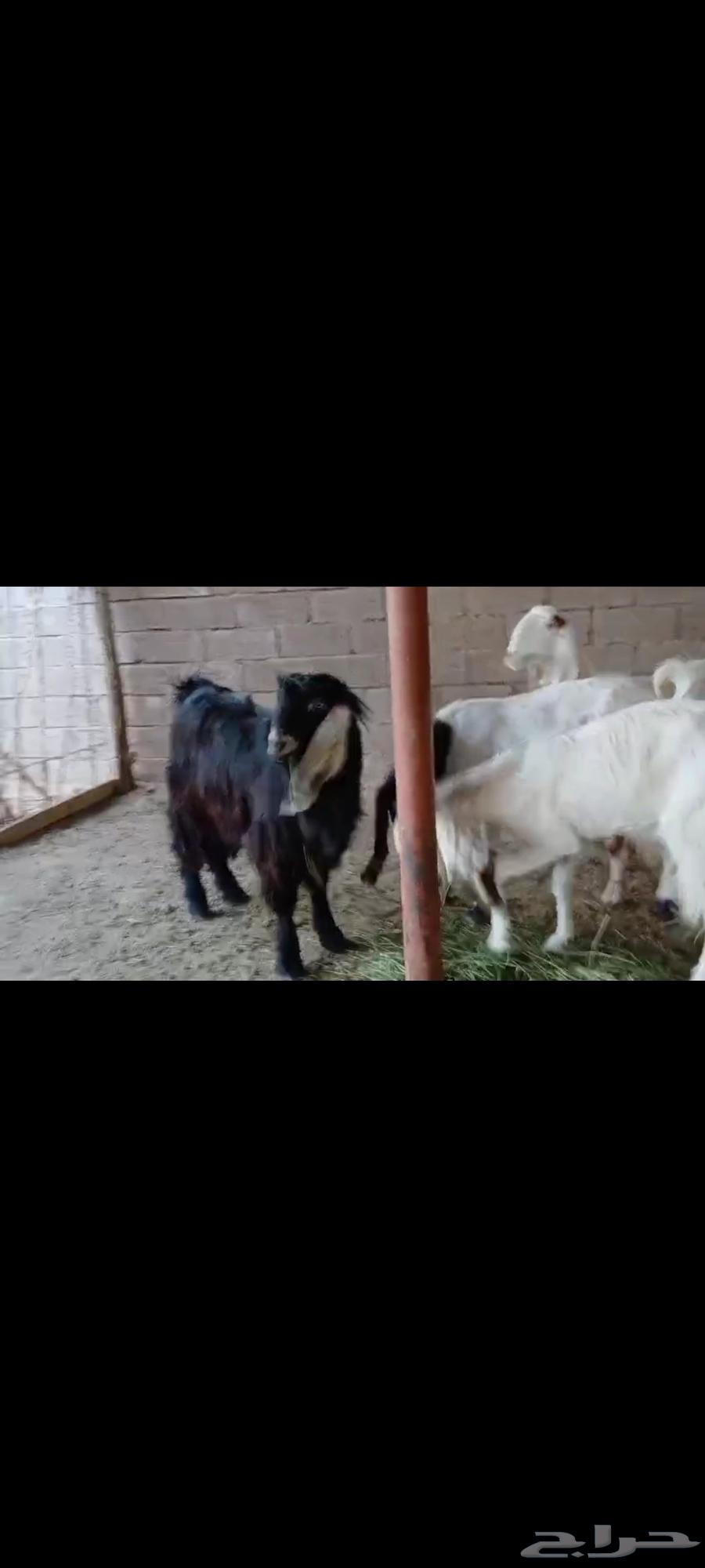 معزا مضاريع بفحلها64387912497793112