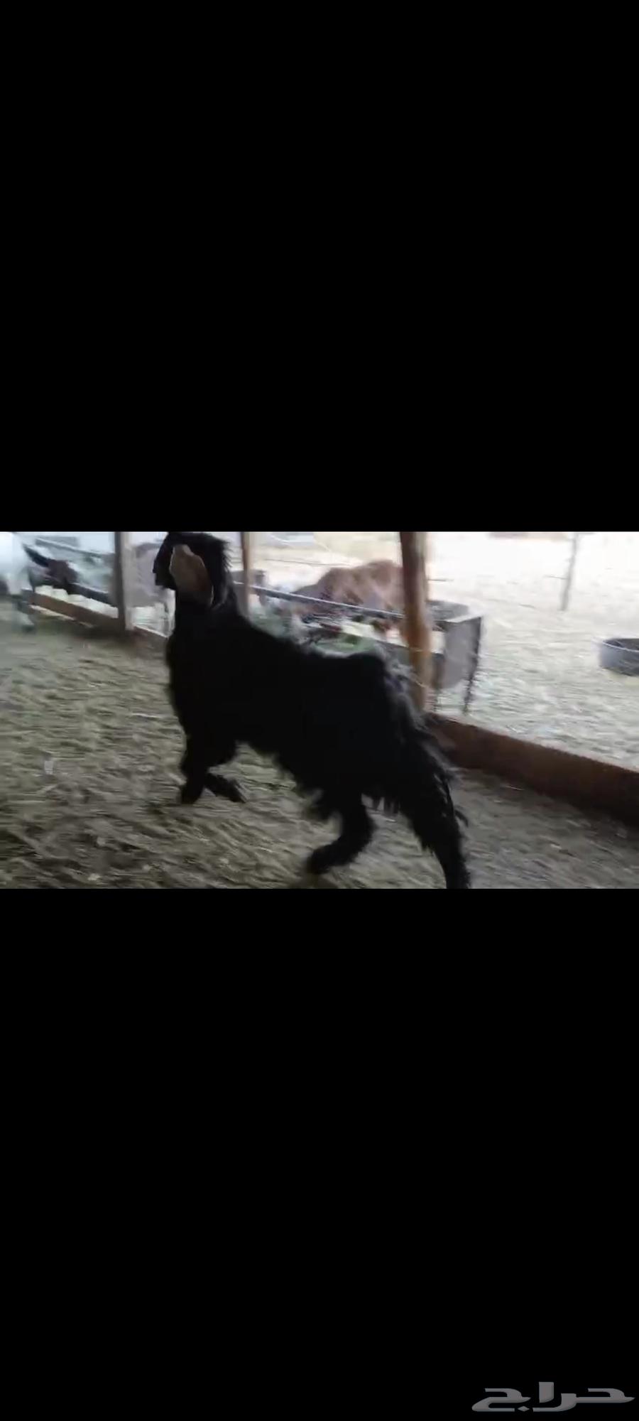 معزا مضاريع بفحلها64387912497793111