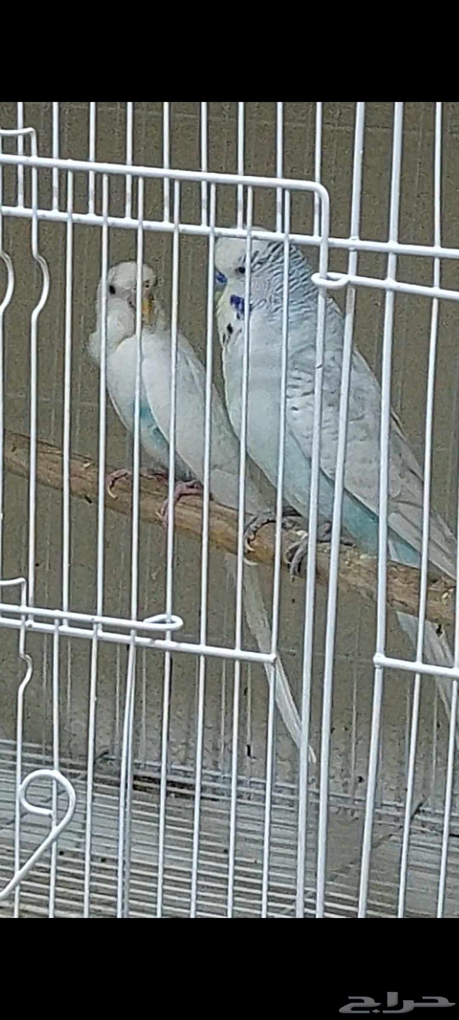 جوز بادجي مع فرخين وجوز روز مع ملحقاته64385091492739112