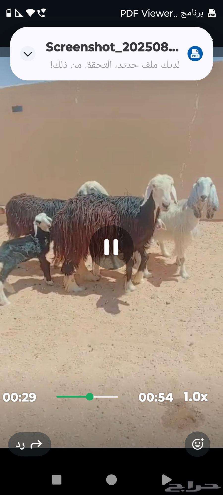 للبيع غنم وسياره64388949624835110