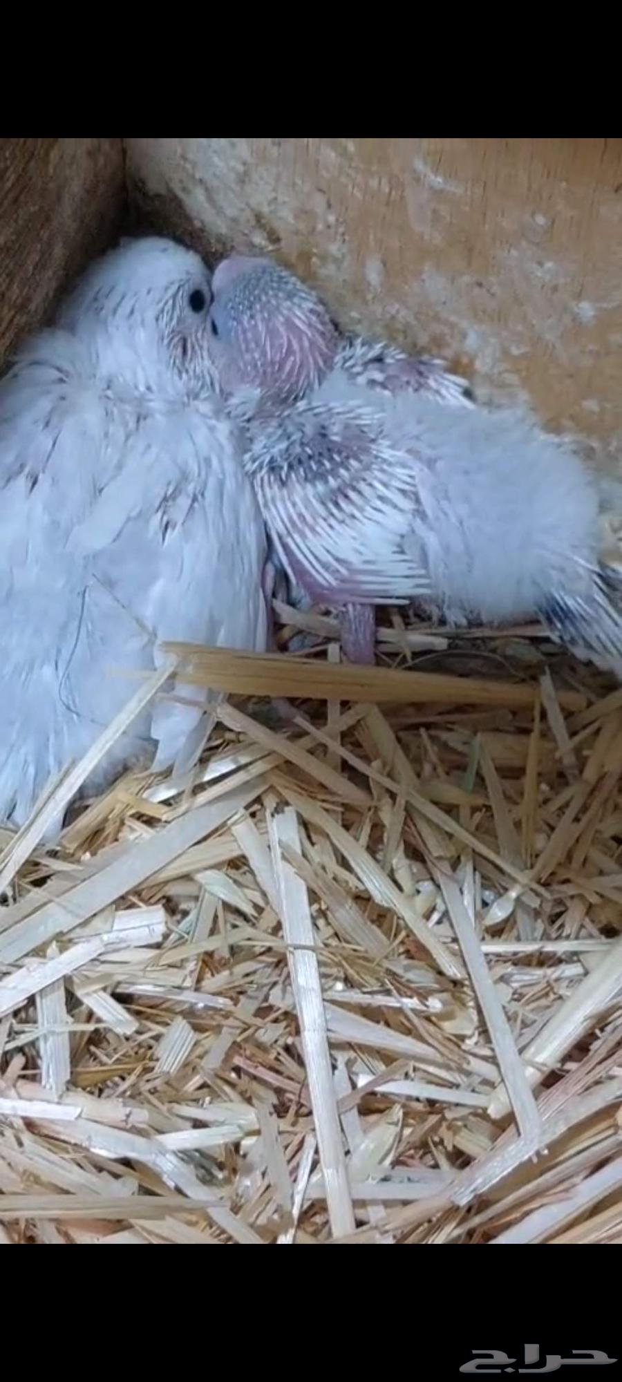 جوز بادجي مع فرخين وجوز روز مع ملحقاته64385091492739110