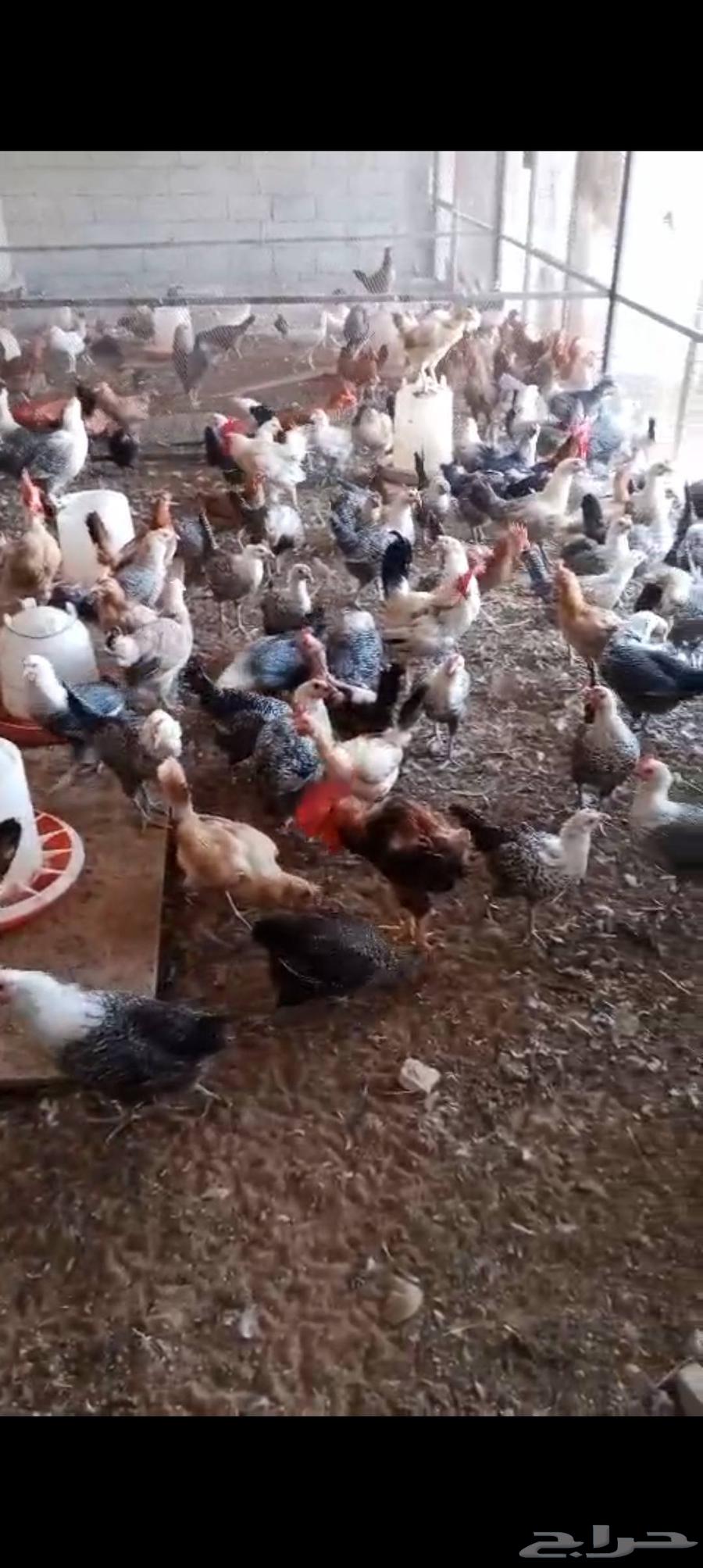 دجاج بلدي للبيع64389266197249110