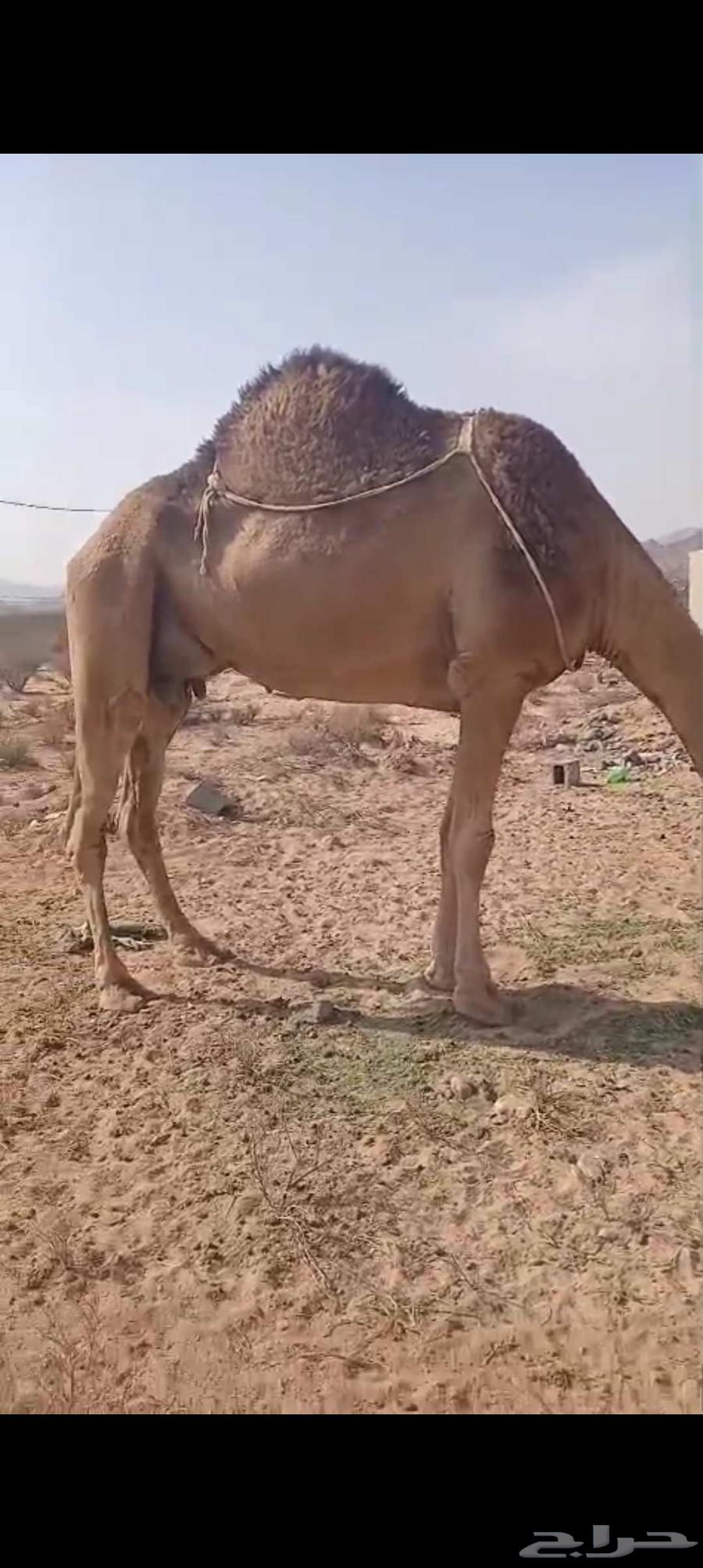 ناقة حمرا للبيع64381699209859114