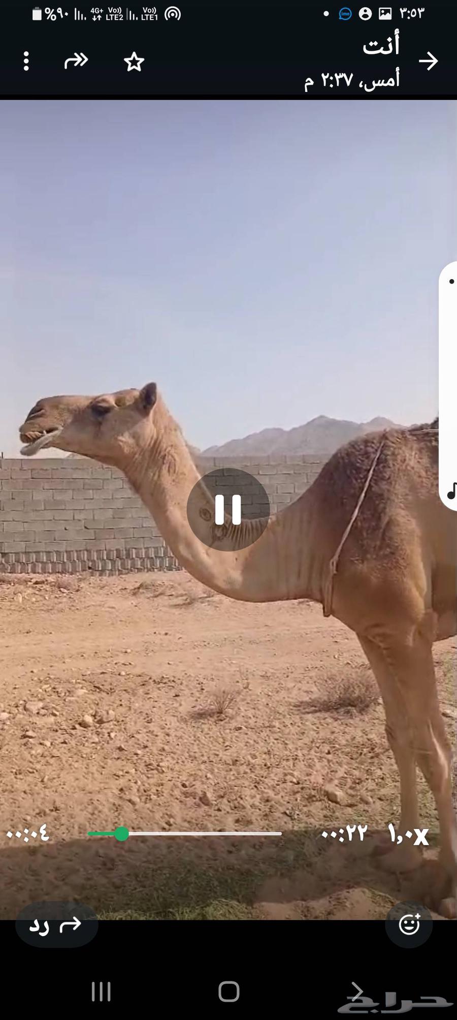 ناقة حمرا للبيع64381699209859110