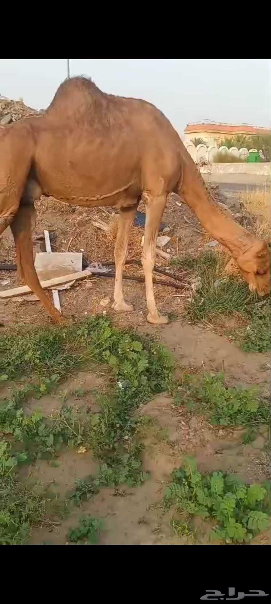 ناقه من العوادي ب 360064387564898689111