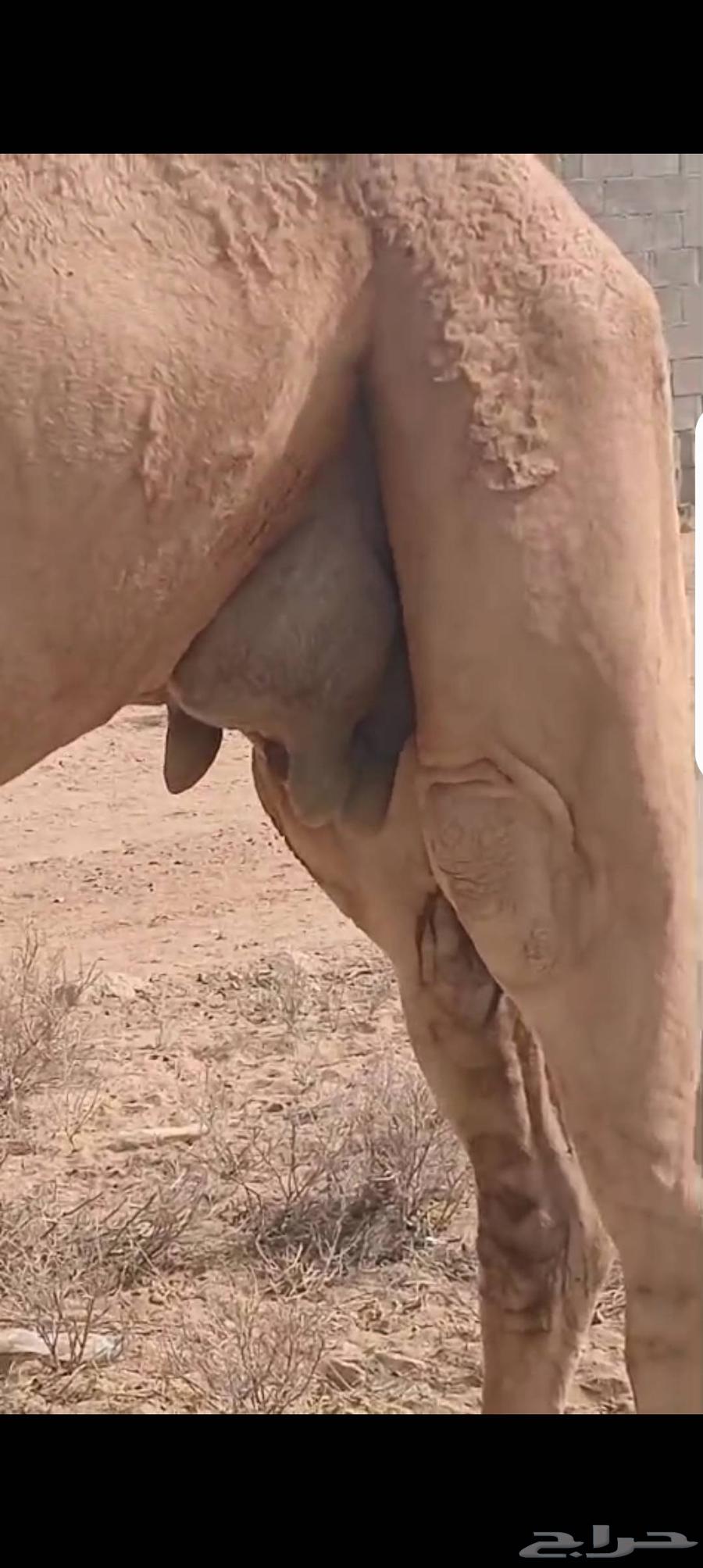 ناقة حمرا للبيع64381699209859112