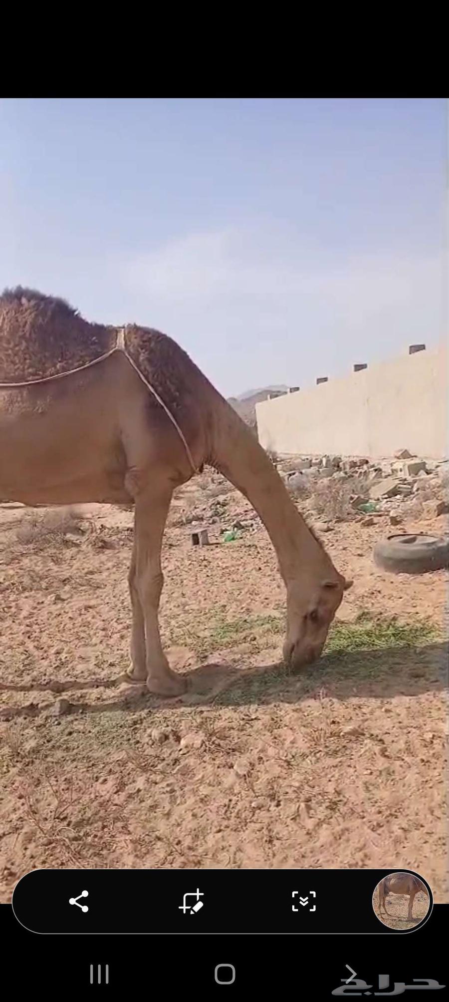 ناقة حمرا للبيع64381699209859113