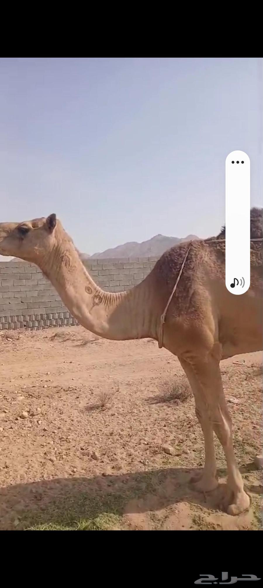 ناقة حمرا للبيع64381699209859111