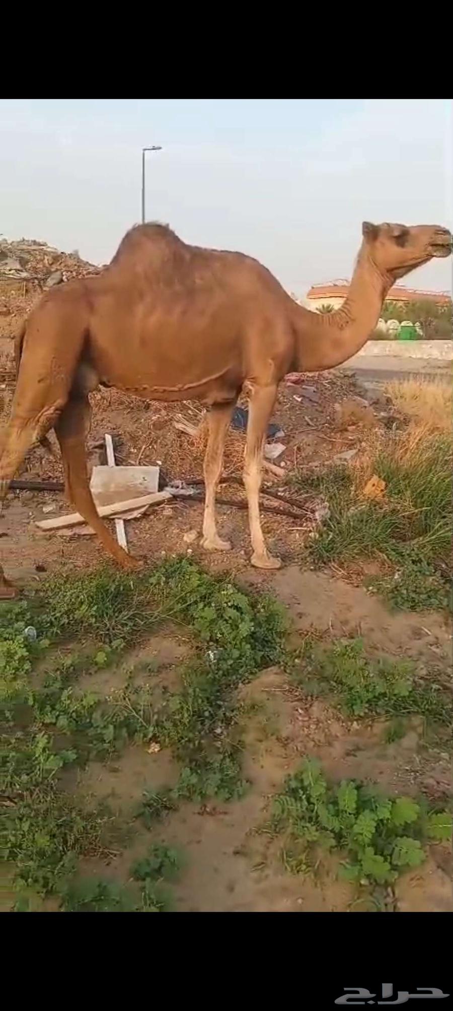 ناقه من العوادي ب 360064387564898689110