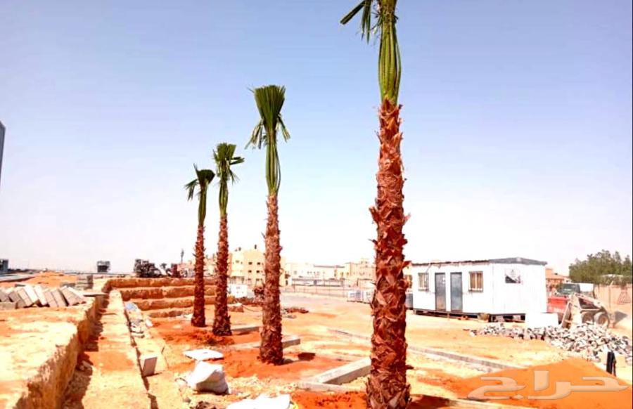 نخل واشنطني زينه للبيع واشنطنيا ملكي ابو مروحه يوجد نخل مثمر64387550706818114