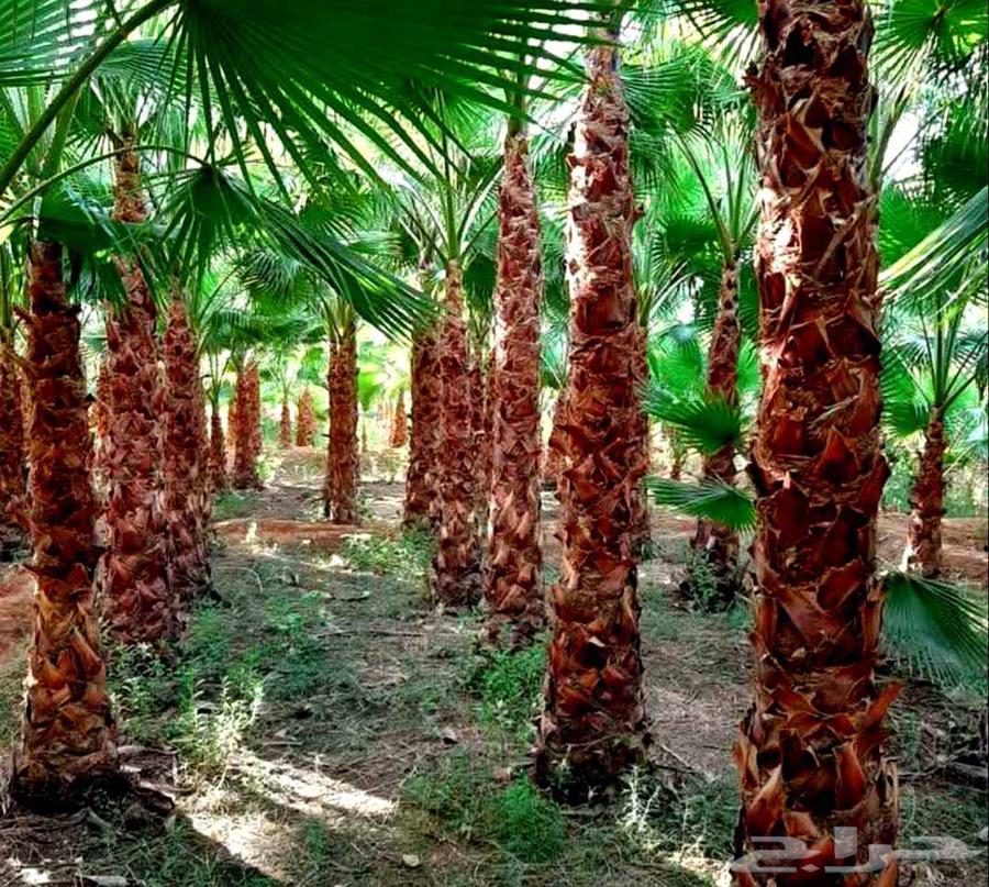 نخل واشنطني زينه للبيع واشنطنيا ملكي ابو مروحه يوجد نخل مثمر64387550706818113