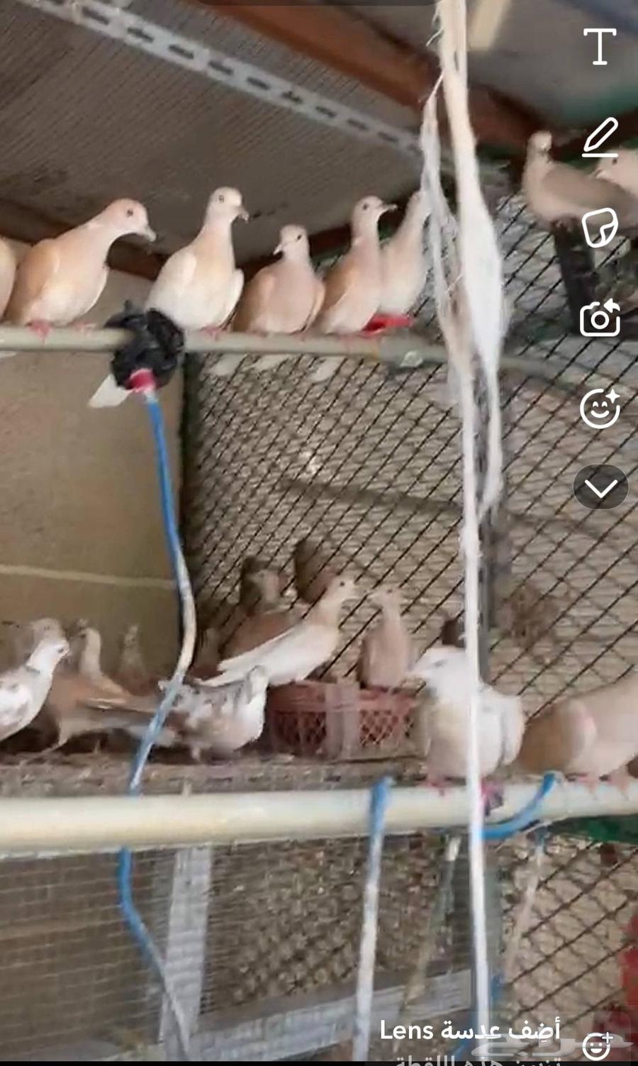 حمام يا كريم 50 إلى 60 جوز للبيع جمله64381205281922110