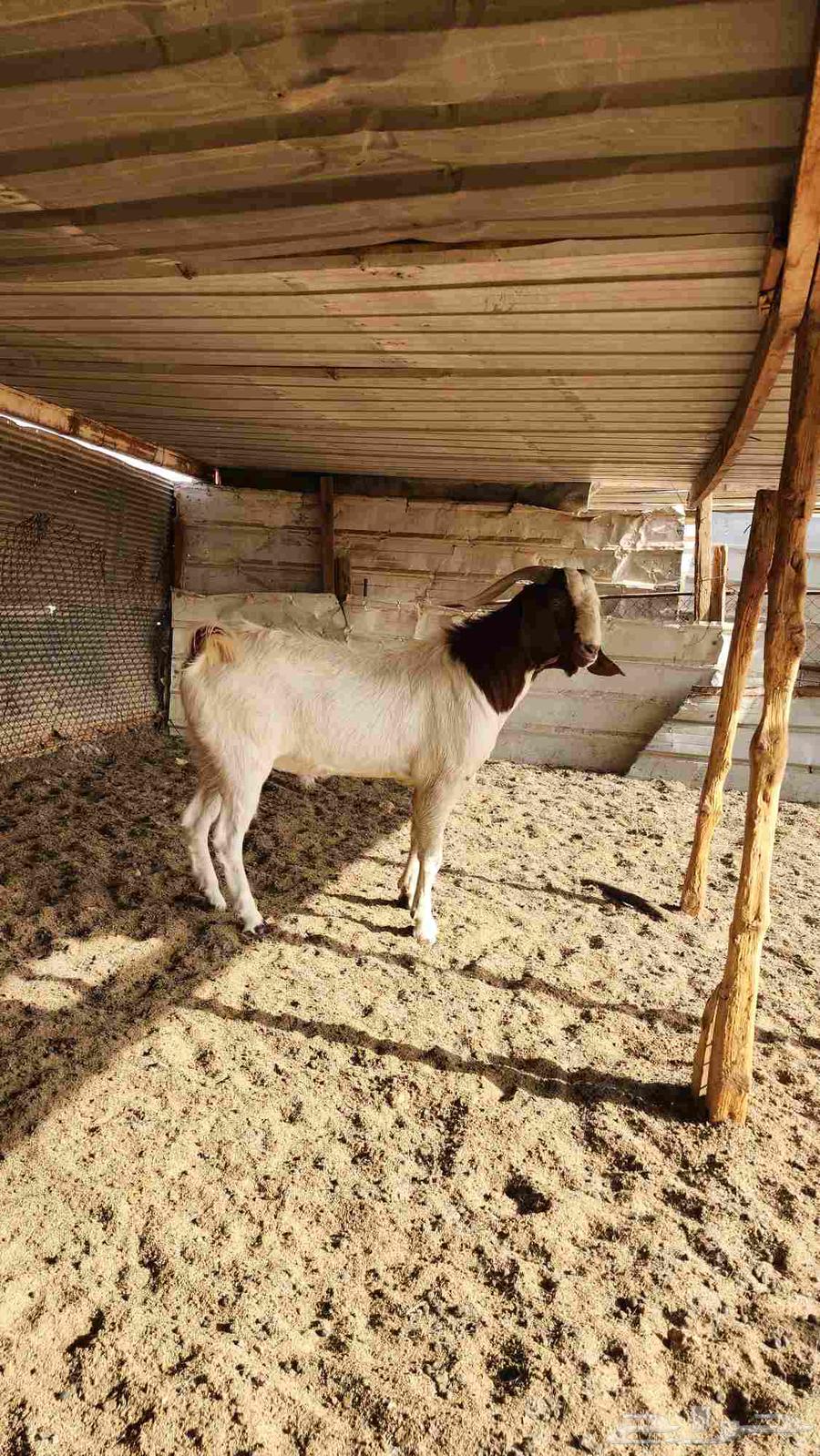 Two Borqoot Stud Camels with Conditions64379559176321114