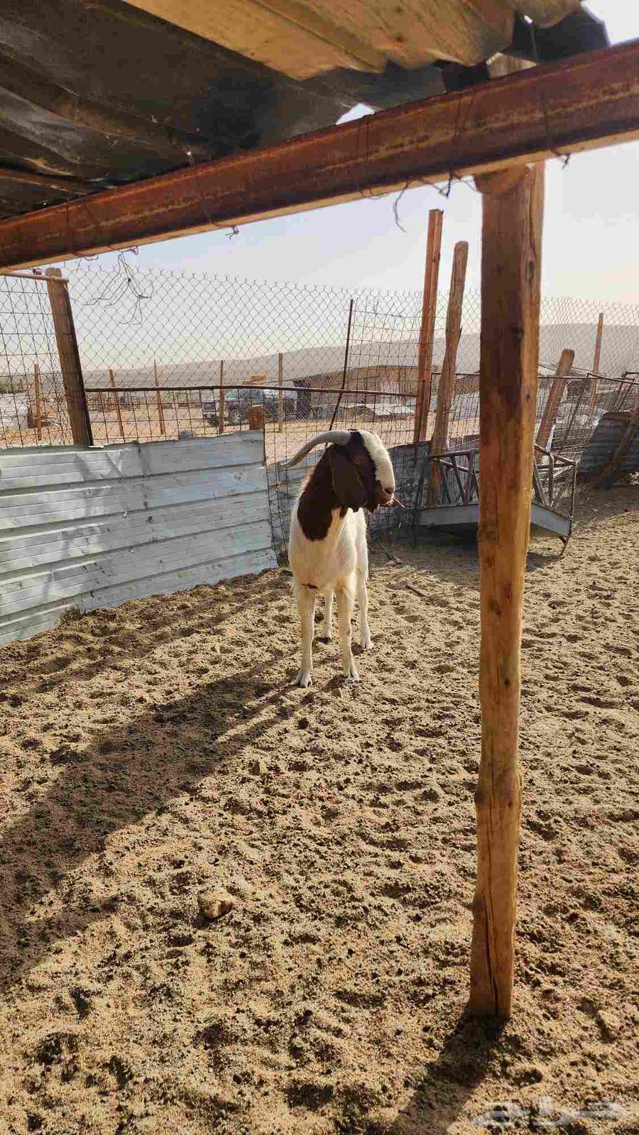 Two Borqoot Stud Camels with Conditions64379559176321113