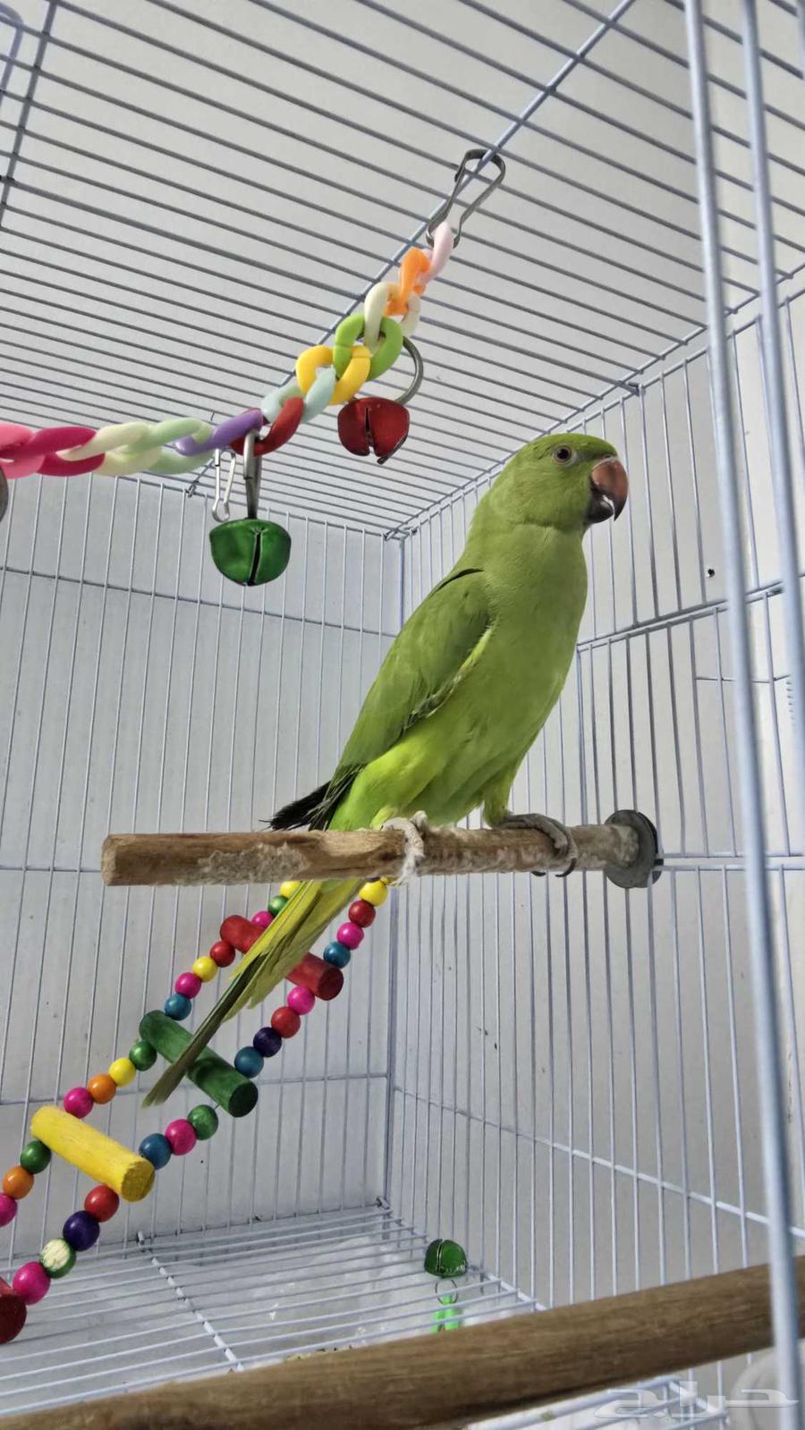 ببغاء الدره للبيع64383081056514110