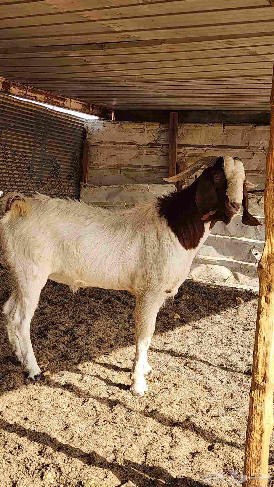 Two Borqoot Stud Camels with Conditions64379559176321111