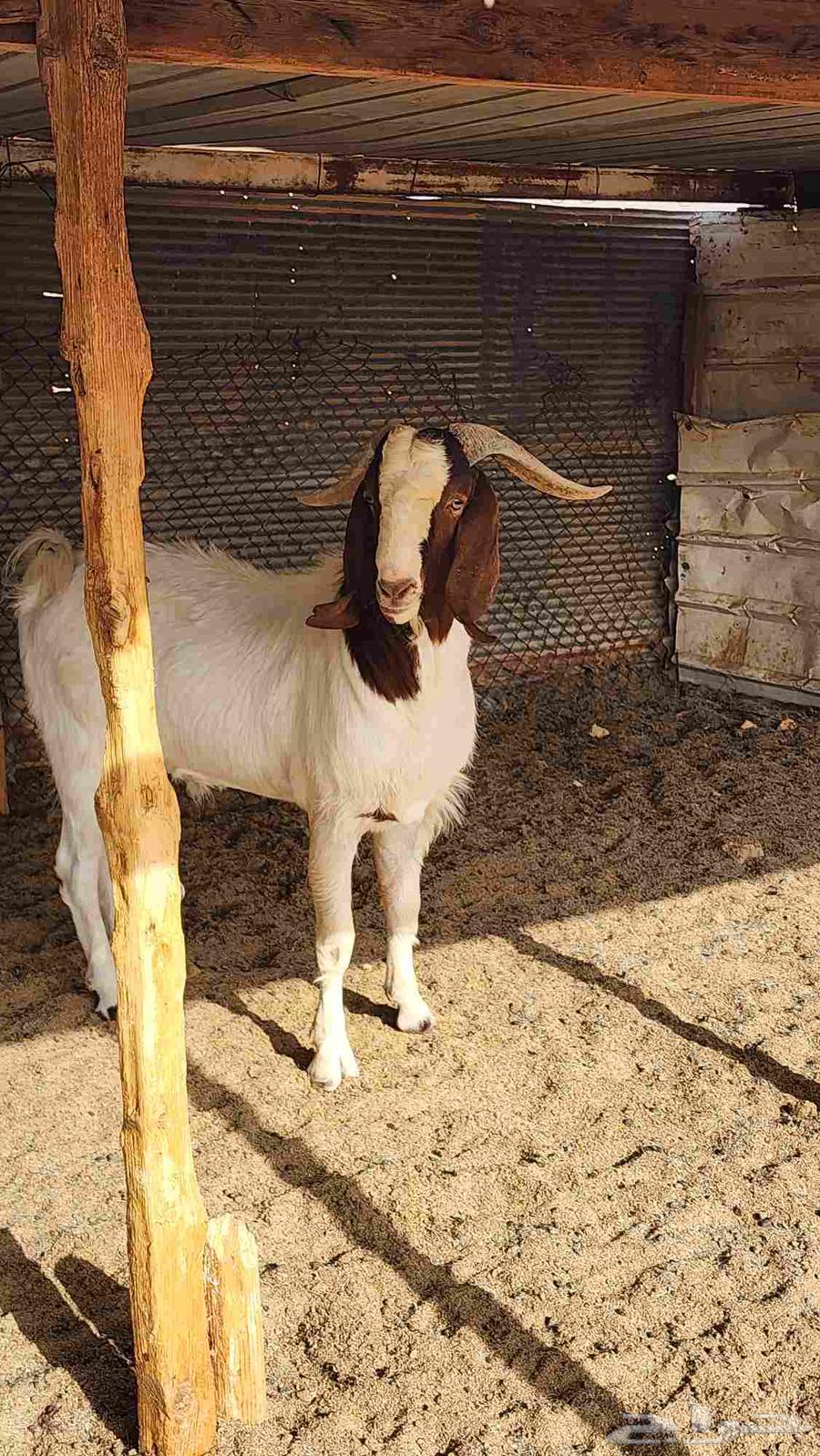 Two Borqoot Stud Camels with Conditions64379559176321110