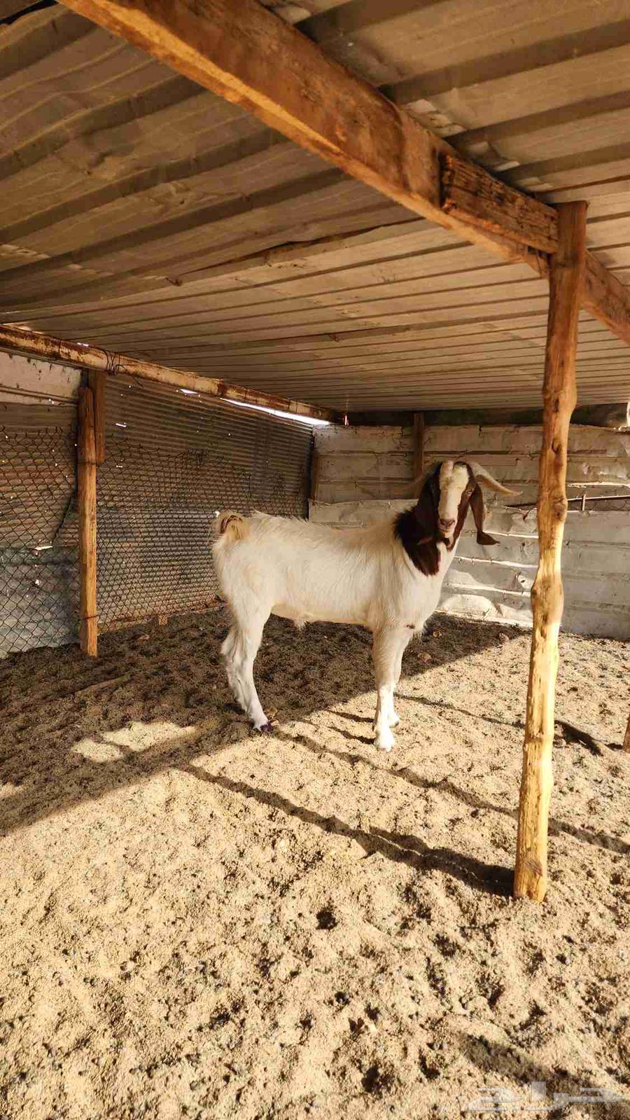 Two Borqoot Stud Camels with Conditions64379559176321112