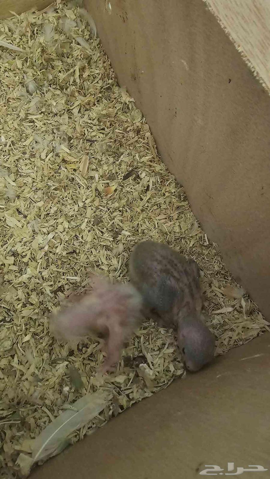 فرخين روز الاعمار اسبوع لهوات الغر64390582310657110