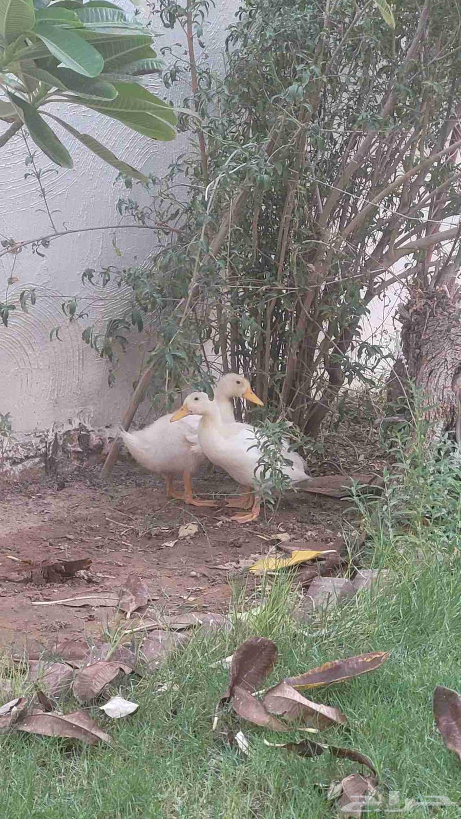 بط بكيني عمر شهر64379805170562112