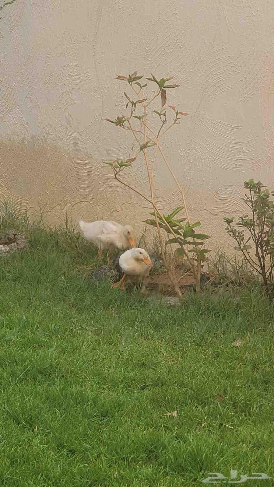 بط بكيني عمر شهر64379805170562111